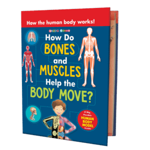 How Do Bones and Muscles help the Body Move?