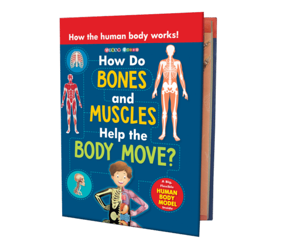 How Do Bones and Muscles help the Body Move?